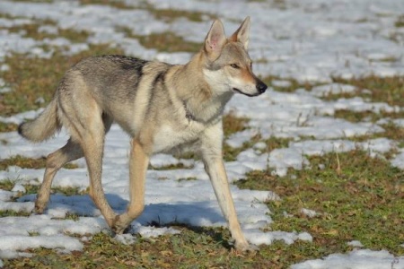 Caoimhe Wolfdog Bohemia